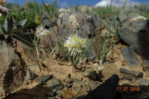 Allium tuvinicum
