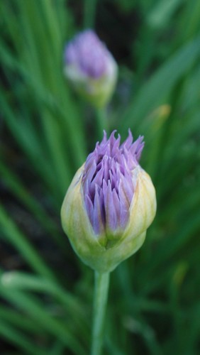 Allium validum