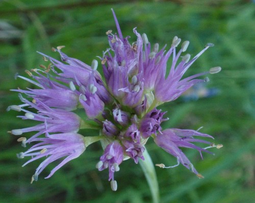Allium validum