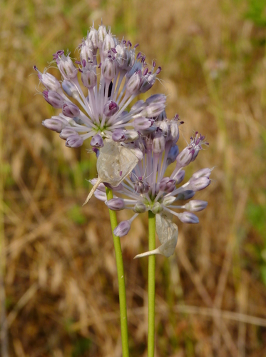 Allium vineale