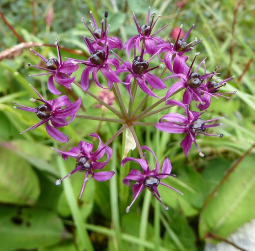 Allium wallichii