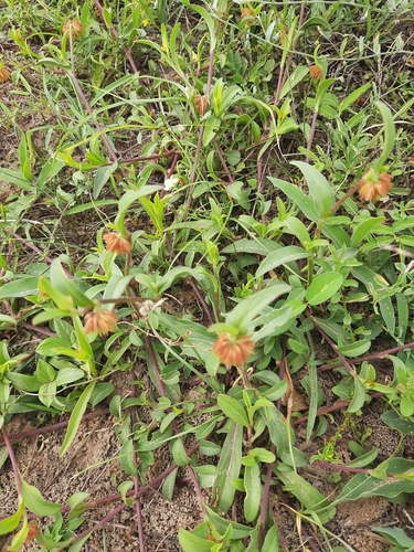 Allmania nodiflora