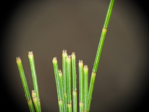 Allocasuarina littoralis