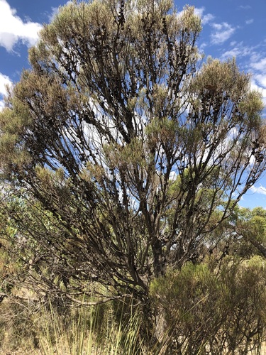 Allocasuarina muelleriana