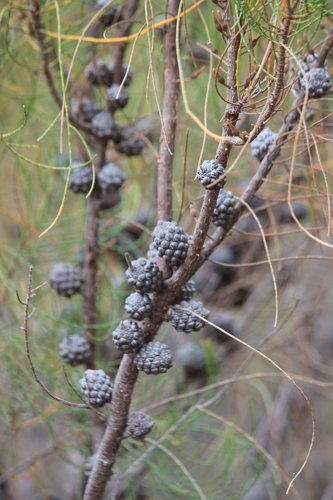 Allocasuarina muelleriana