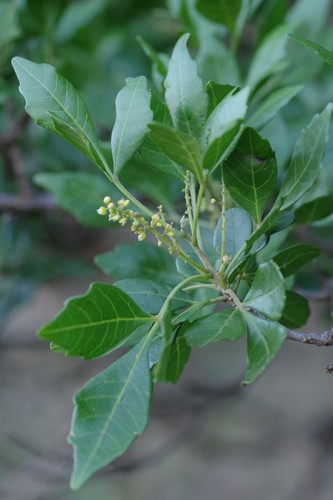 Allophylus decipiens