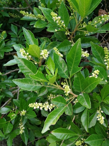 Allophylus decipiens
