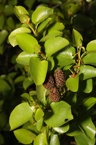 Alnus cordata