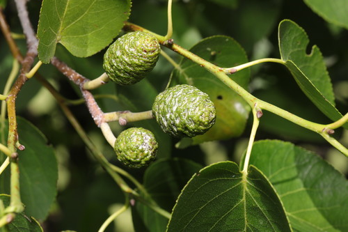 Alnus cordata