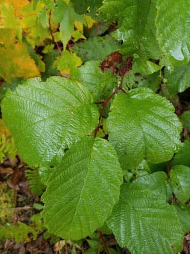 Alnus incana