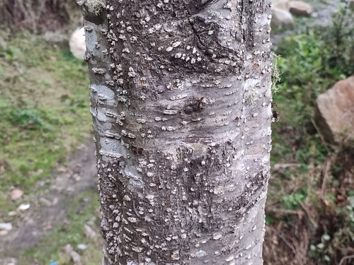 Alnus nepalensis