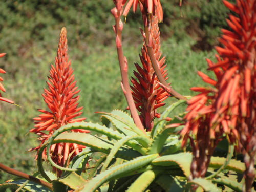 Aloe arborescens