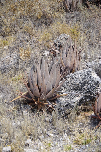 Aloe esculenta