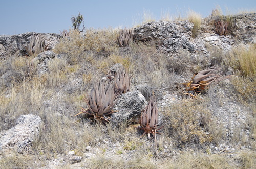 Aloe esculenta