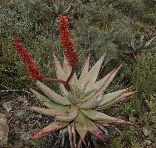 Aloe ferox