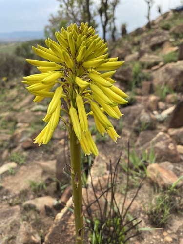 Aloe integra