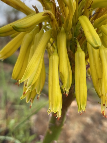 Aloe integra
