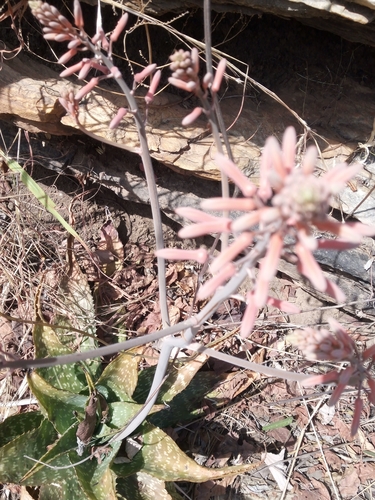 Aloe macrocarpa