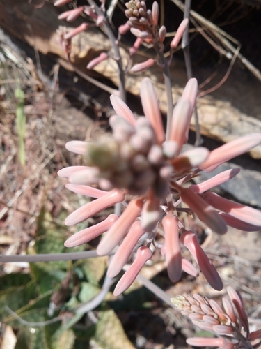 Aloe macrocarpa