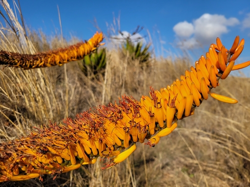 Aloe marlothii