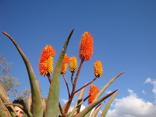 Aloe rupestris