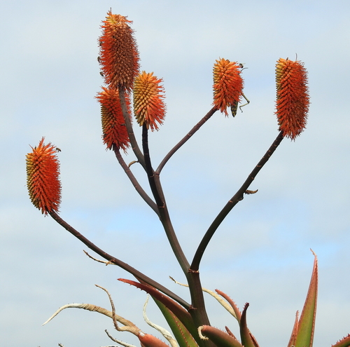 Aloe rupestris