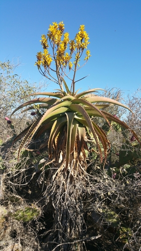 Aloe vaombe