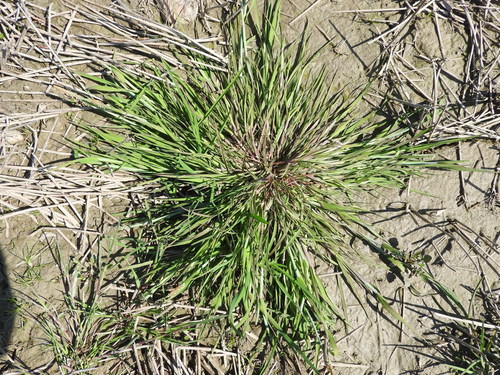 Alopecurus aequalis