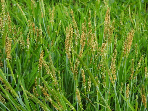 Alopecurus aequalis