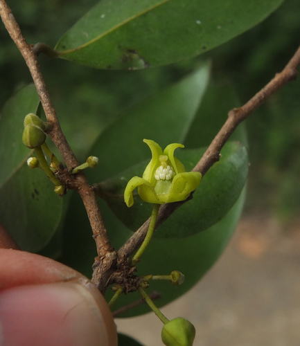 Alphonsea lutea