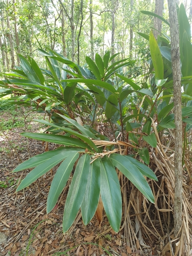Alpinia caerulea