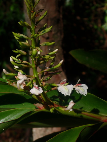 Alpinia caerulea