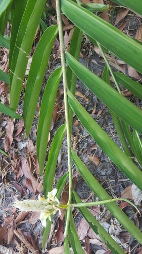 Alpinia oxymitra