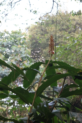 Alpinia roxburghii