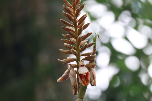 Alpinia roxburghii