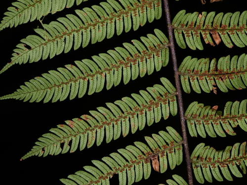 Alsophila cuspidata