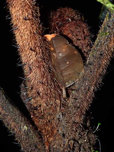 Alsophila cuspidata