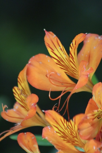 Alstroemeria aurea