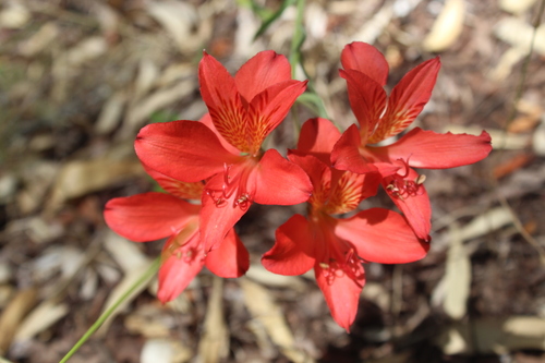 Alstroemeriaceae