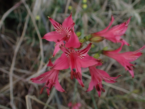 Alstroemeria haemantha