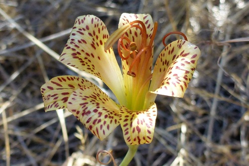 Alstroemeria versicolor