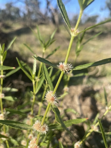 Alternanthera nodiflora
