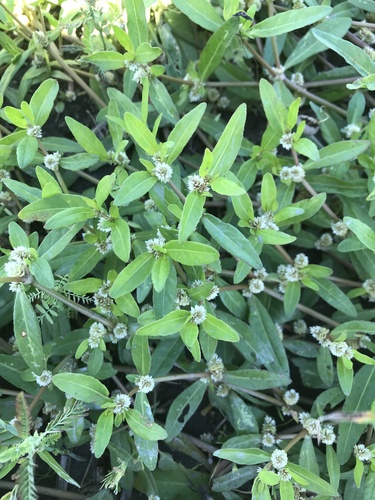 Alternanthera sessilis