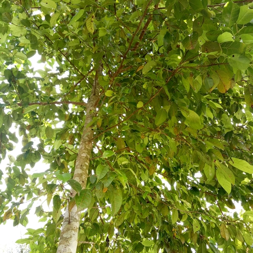 Altingia excelsa