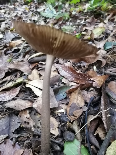 Amanita craseoderma