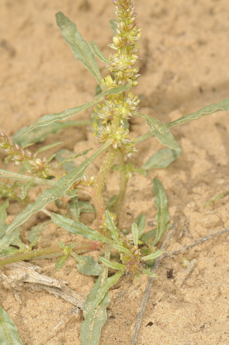 Amaranthus acanthochiton