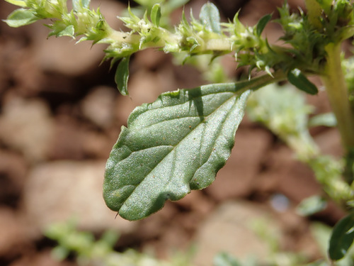 Amaranthus albus