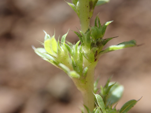 Amaranthus albus