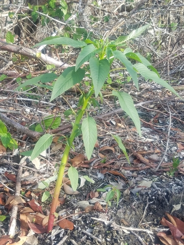 Amaranthus australis