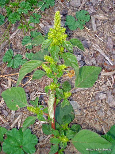 Amaranthus powellii